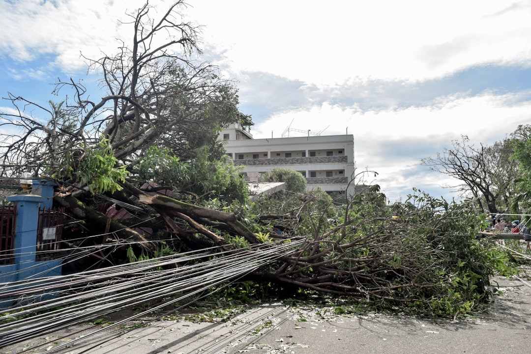 a large tree that has fallen on top of a building
